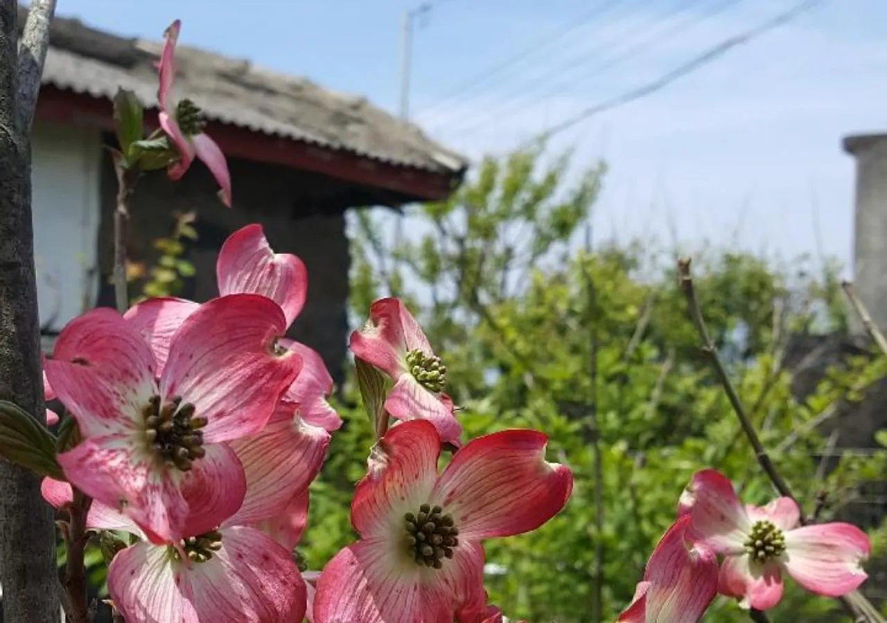 펜션 제주 하니 하우스 빌라